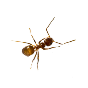 Tawny Crazy Ant identification in Houston TX |  Environmental Coalition Incorporated