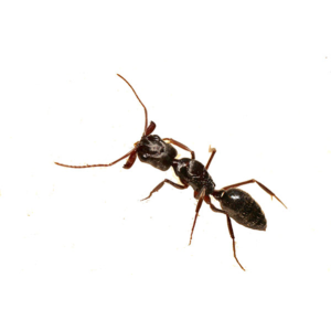 Trap-Jaw Ant identification in Houston TX |  Environmental Coalition Incorporated