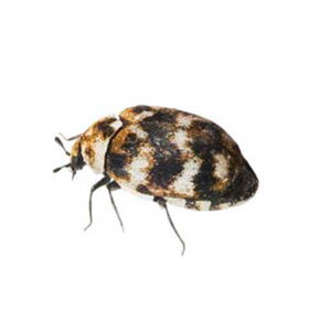 Varied Carpet Beetle identification in Houston TX |  Environmental Coalition Incorporated
