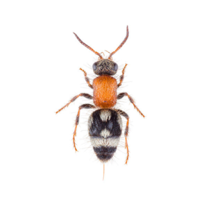 Velvet Ant Wasp identification in Houston TX |  Environmental Coalition Incorporated
