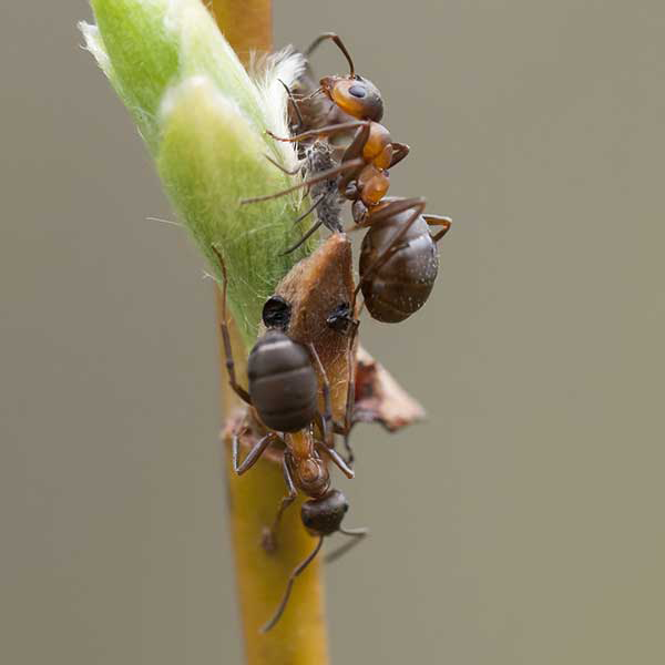 Velvety Tree Ant identification in Houston TX |  Environmental Coalition Incorporated