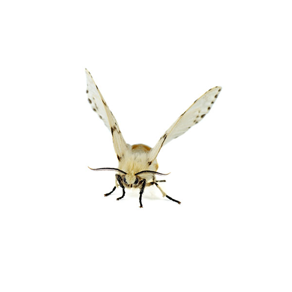 Webworm identification in Houston TX |  Environmental Coalition Incorporated