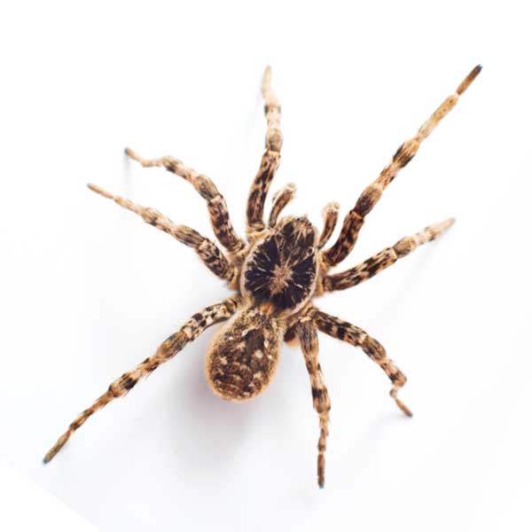 Wolf Spider identification in Houston TX |  Environmental Coalition Incorporated