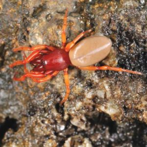Woodlouse Spider identification in Houston TX |  Environmental Coalition Incorporated
