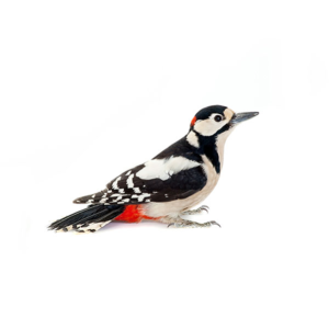 Woodpecker identification in Houston TX |  Environmental Coalition Incorporated