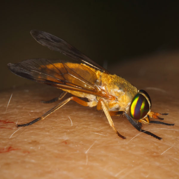 Yellow Fly identification in Houston TX |  Environmental Coalition Incorporated