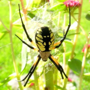 Yellow Garden Spider identification in Houston TX |  Environmental Coalition Incorporated