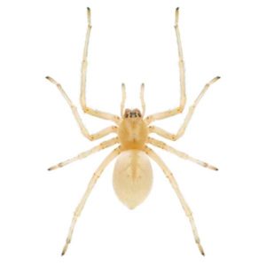 Sac Spider identification in Houston TX |  Environmental Coalition Incorporated